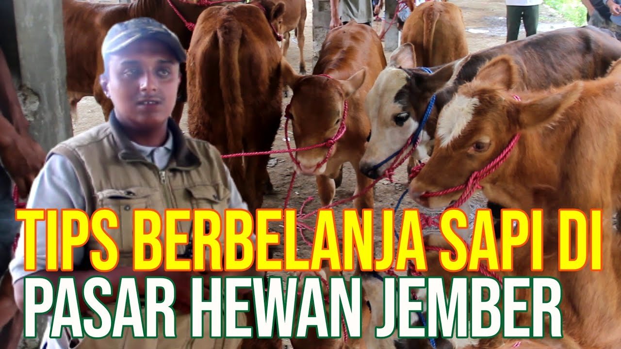 
                                 Rambipuji-Pasar-Sapi-Jember-&-Tips-Belanja